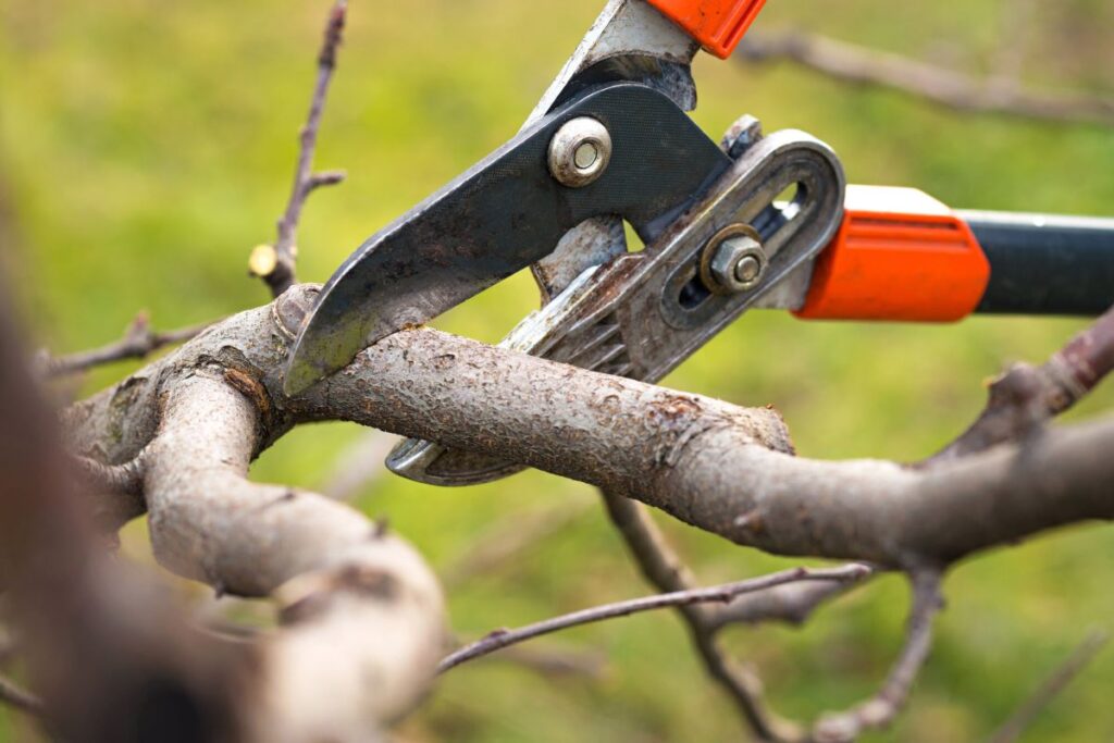 tree pruning Eastern Suburbs