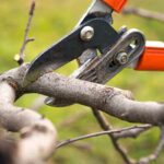 Why Tree Pruning Services Are Essential for Residential Properties