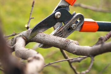 Why Tree Pruning Services Are Essential for Residential Properties