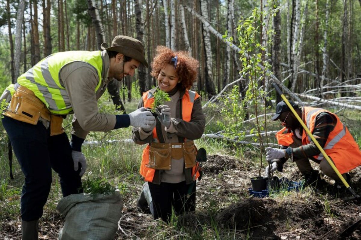 A Complete Guide to Sydney Tree Removal for Homeowners