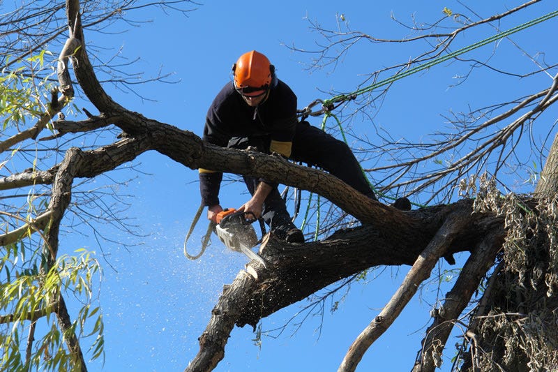 Epping tree services