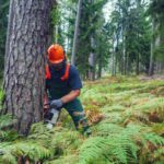 How Much Do Tree Removal Services Sydney Cost?