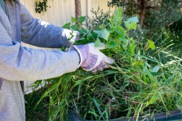 Green Waste Removal Sydney: What Home Sellers and Downsizers Preparing to List Should Know Before They Choose