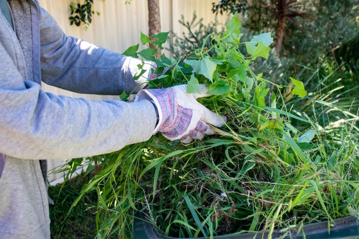 trimming trees