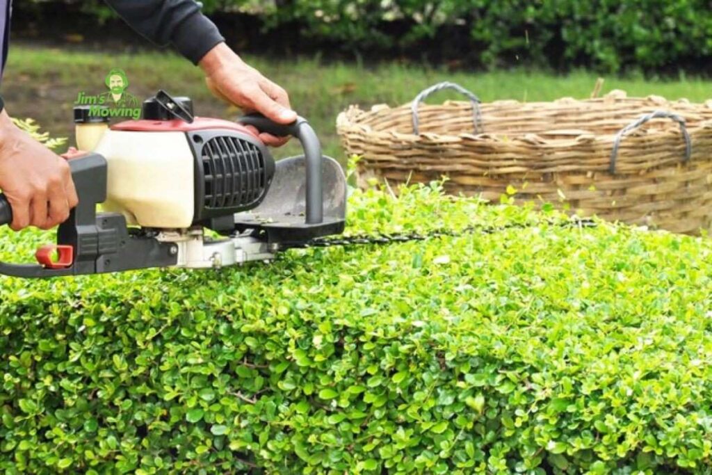professional hedge trimming