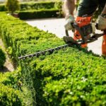 Comparing Your Options for Professional Hedge Trimming