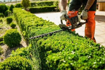Comparing Your Options for Professional Hedge Trimming