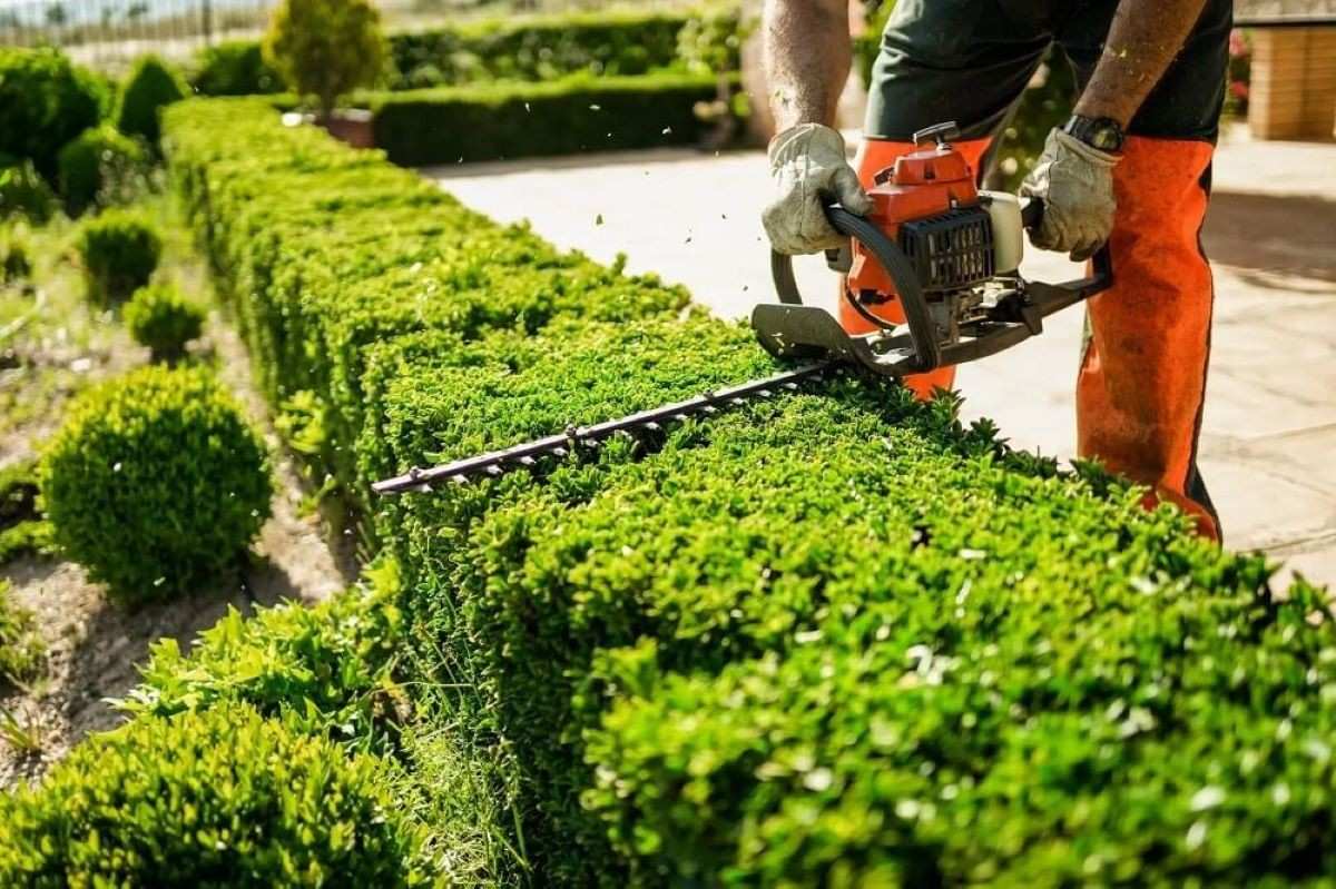 professional hedge trimming
